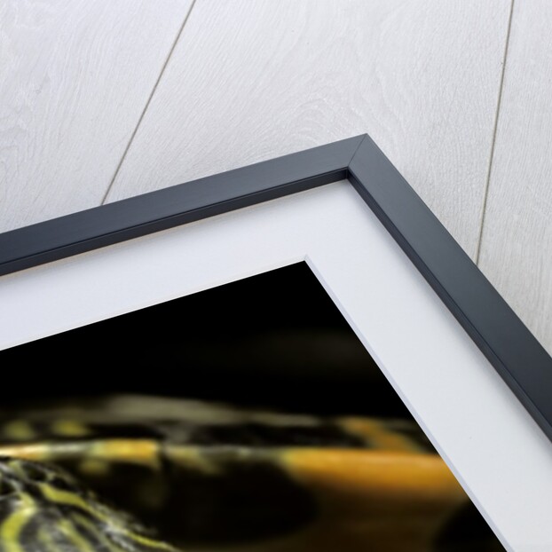 Pseudemys gorzugi (Western river cooter) by Anonymous