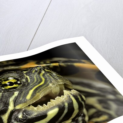 Pseudemys gorzugi (Western river cooter) by Anonymous