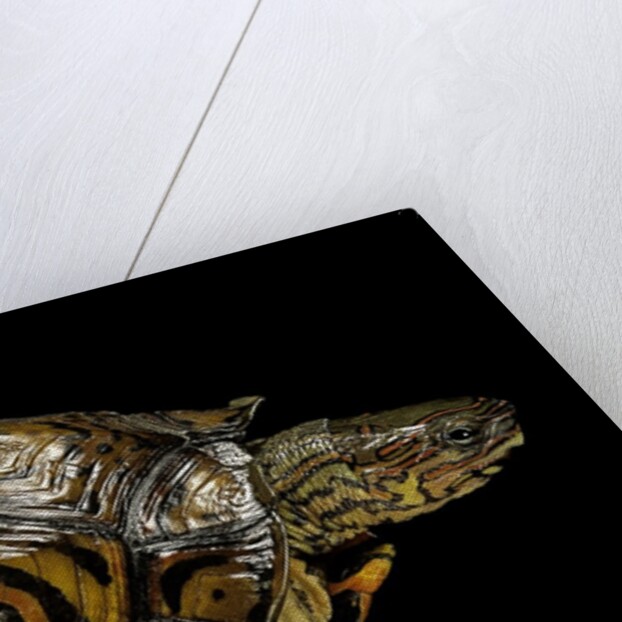 Rhinoclemmys pulcherrima manni (painted wood turtle) by Anonymous