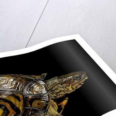 Rhinoclemmys pulcherrima manni (painted wood turtle) by Anonymous