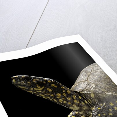 Terrapene carolina (Florida box turtle) by Anonymous