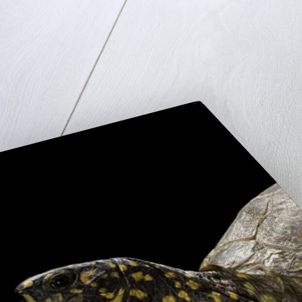 Terrapene carolina (Florida box turtle) by Anonymous