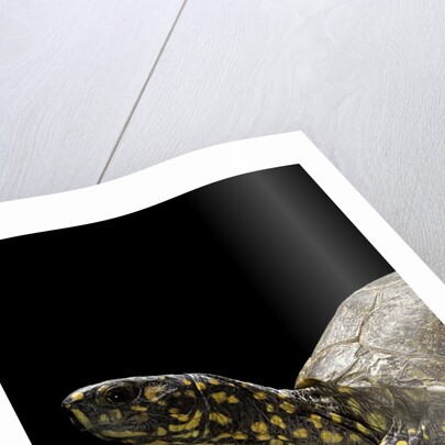 Terrapene carolina (Florida box turtle) by Anonymous