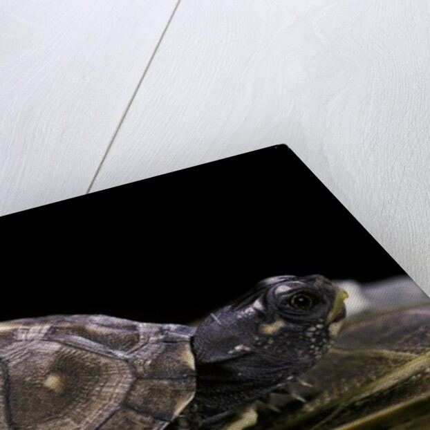 Terrapene carolina carolina (Florida box turtle) by Anonymous