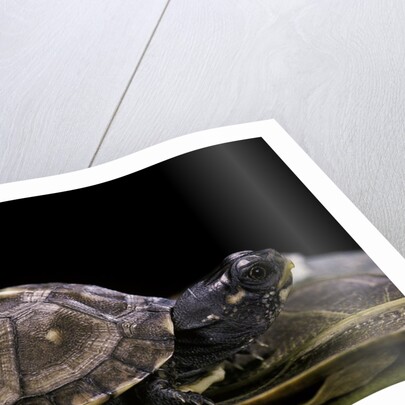 Terrapene carolina carolina (Florida box turtle) by Anonymous