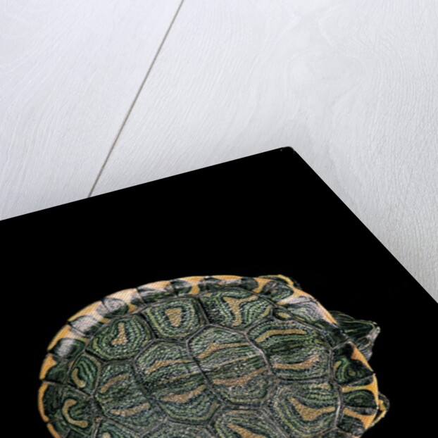 Trachemys dorbigni (black-bellied slider) by Anonymous