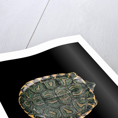 Trachemys dorbigni (black-bellied slider) by Anonymous