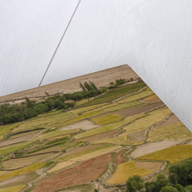 Chemde Monastery, near Karu, corn field around monastery by Anonymous