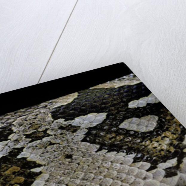 Acrantophis dumerili (Dumeril's Madagascan boa) by Anonymous