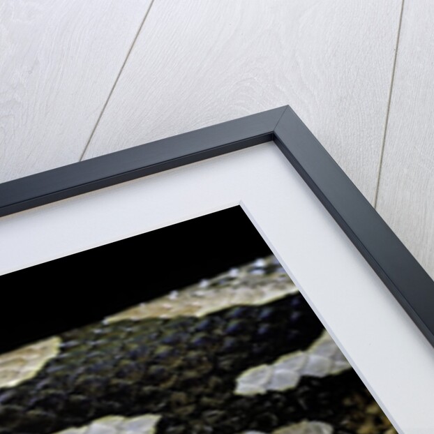 Acrantophis dumerili (Dumeril's Madagascan boa) by Anonymous