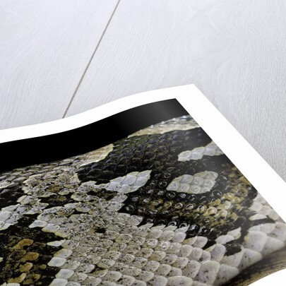 Acrantophis dumerili (Dumeril's Madagascan boa) by Anonymous