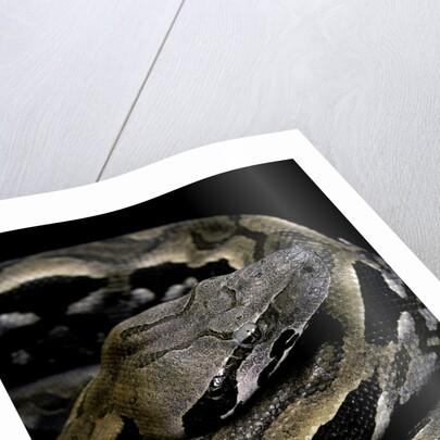 Acrantophis madagascariensis (Madagascan boa) by Anonymous