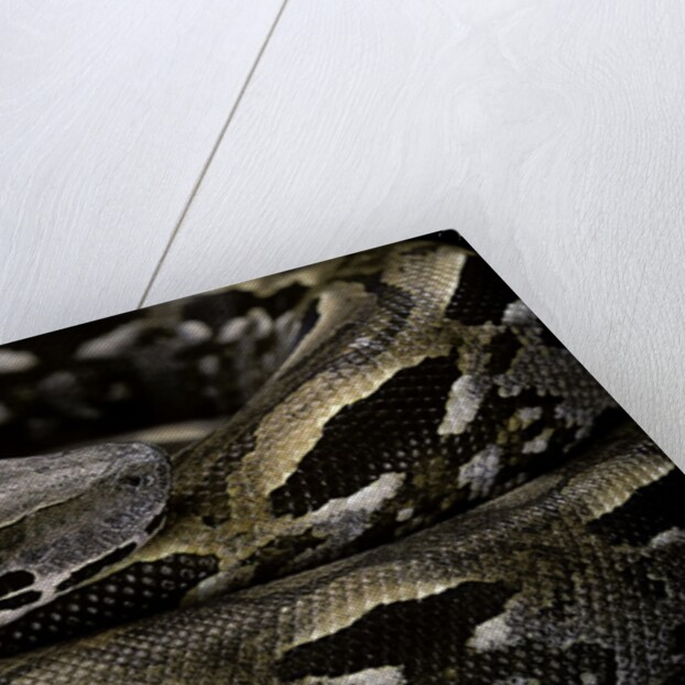 Acrantophis madagascariensis (Madagascan boa) by Anonymous