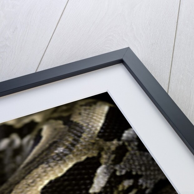 Acrantophis madagascariensis (Madagascan boa) by Anonymous