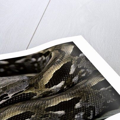 Acrantophis madagascariensis (Madagascan boa) by Anonymous