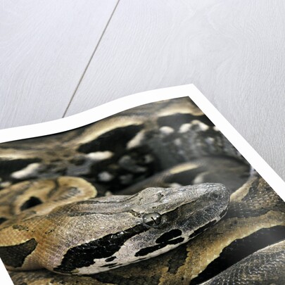 Acrantophis madagascariensis (Madagascan boa) by Anonymous