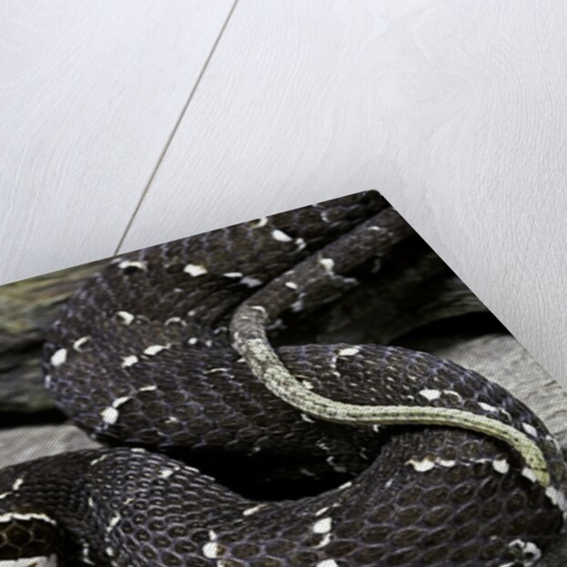 Agkistrodon bilineatus (mexican moccasin) by Anonymous