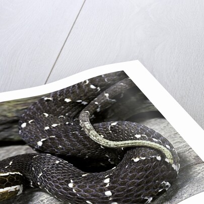 Agkistrodon bilineatus (mexican moccasin) by Anonymous