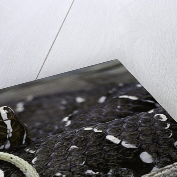 Agkistrodon bilineatus (mexican moccasin) by Anonymous