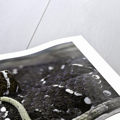 Agkistrodon bilineatus (mexican moccasin) by Anonymous