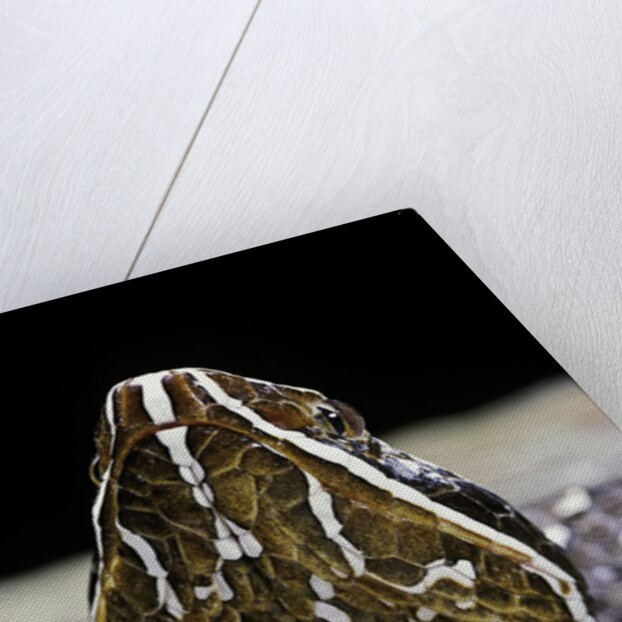 Agkistrodon bilineatus (mexican moccasin) by Anonymous