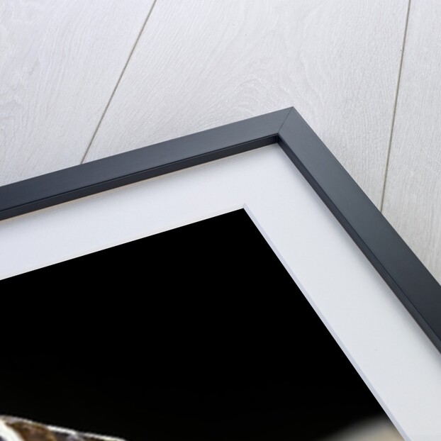 Agkistrodon bilineatus (mexican moccasin) by Anonymous