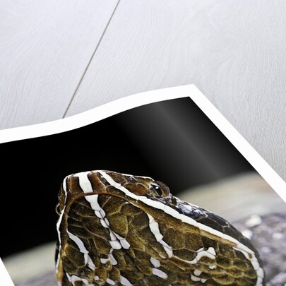 Agkistrodon bilineatus (mexican moccasin) by Anonymous