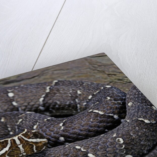 Agkistrodon bilineatus (mexican moccasin) by Anonymous