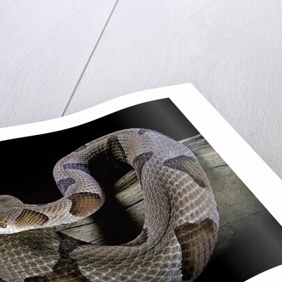 Agkistrodon contortrix (copperhead) by Anonymous