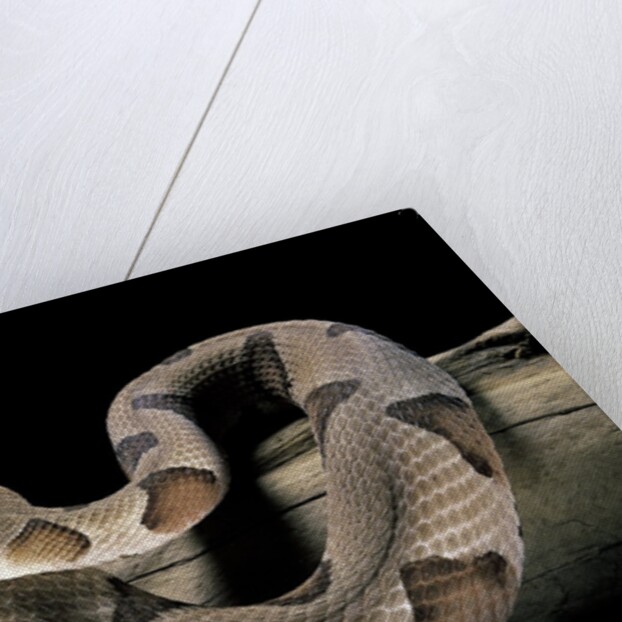 Agkistrodon contortrix (copperhead) by Anonymous