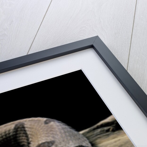 Agkistrodon contortrix (copperhead) by Anonymous