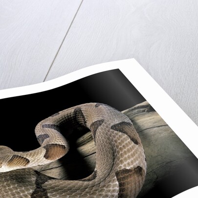 Agkistrodon contortrix (copperhead) by Anonymous