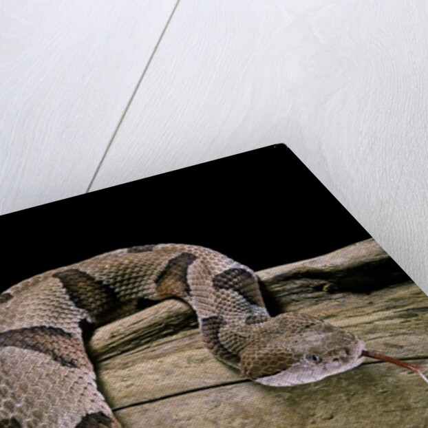 Agkistrodon contortrix (copperhead) by Anonymous