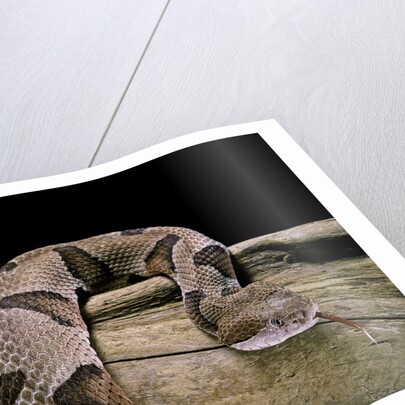 Agkistrodon contortrix (copperhead) by Anonymous