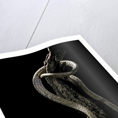 Aplopeltura boa (blunt-headed tree snake) by Anonymous