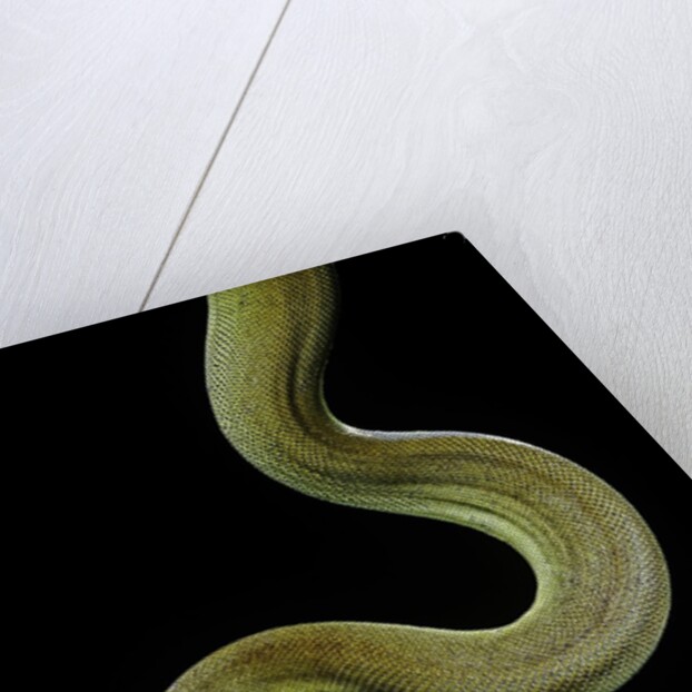 Apodora papuana (papuan python) by Anonymous