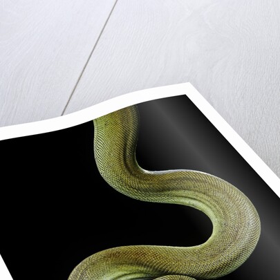 Apodora papuana (papuan python) by Anonymous