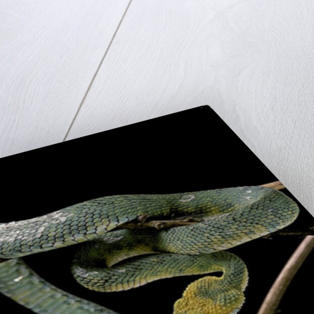 Atheris chlorechis (bush viper) by Anonymous