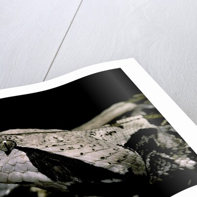 Bitis gabonica (Gaboon viper) by Anonymous