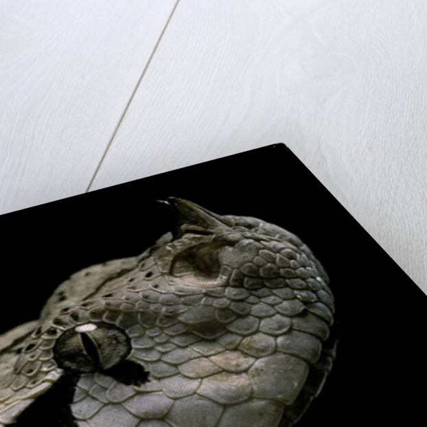 Bitis gabonica (Gaboon viper) by Anonymous