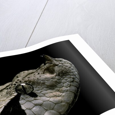 Bitis gabonica (Gaboon viper) by Anonymous