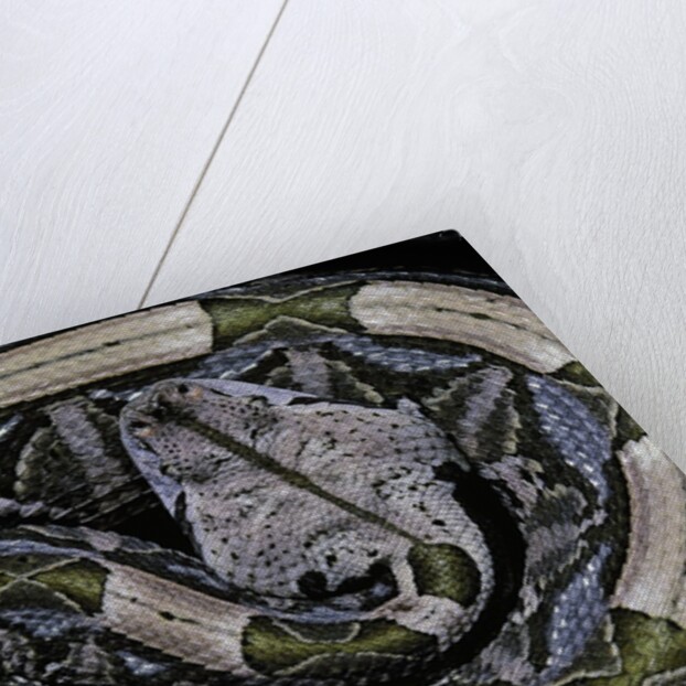 Bitis gabonica (Gaboon viper) by Anonymous