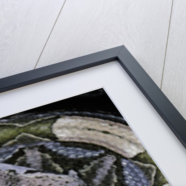 Bitis gabonica (Gaboon viper) by Anonymous