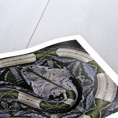 Bitis gabonica (Gaboon viper) by Anonymous