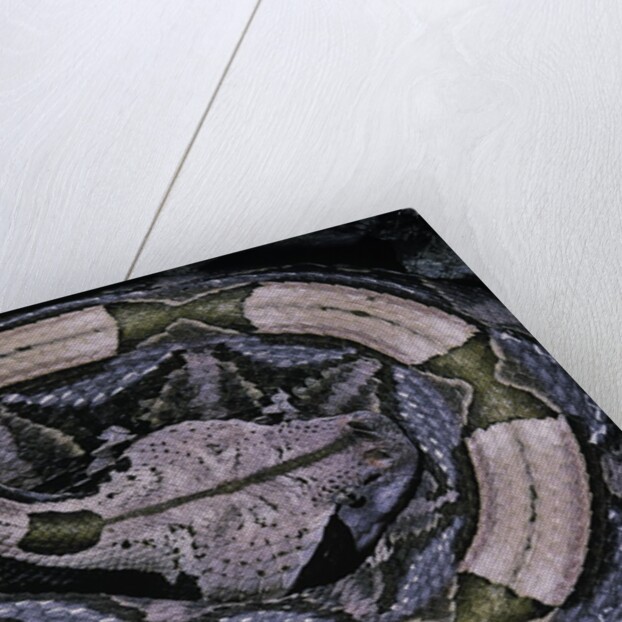 Bitis gabonica (Gaboon viper) by Anonymous