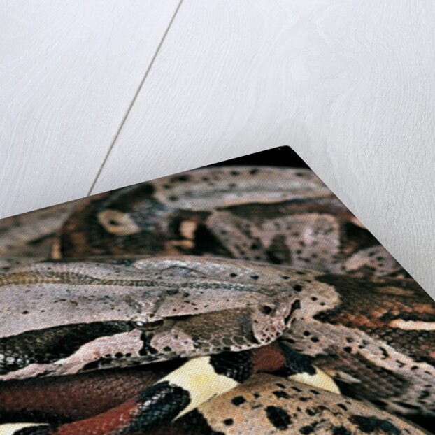 Boa constrictor by Anonymous