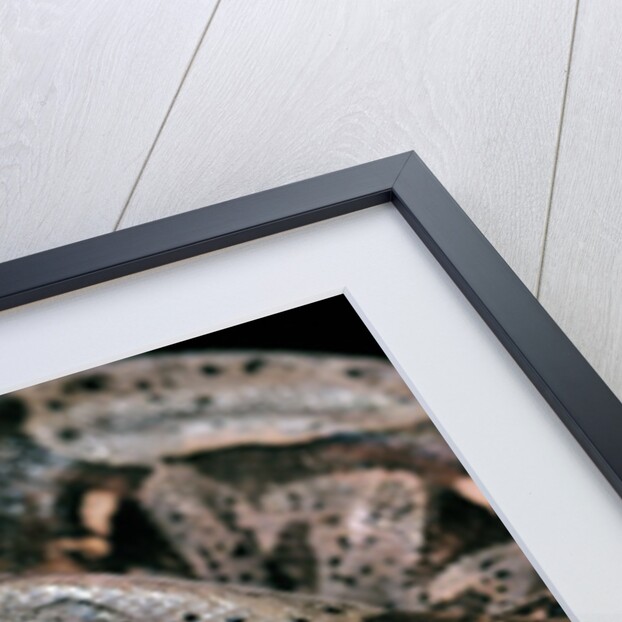 Boa constrictor by Anonymous