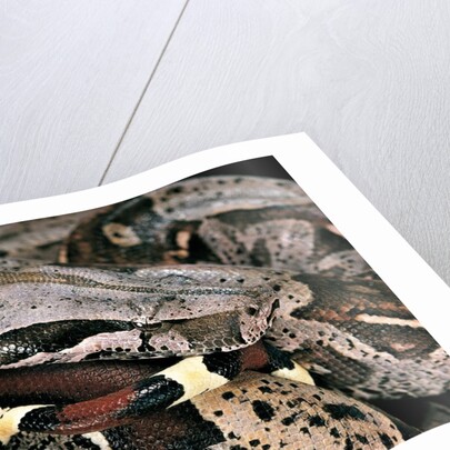 Boa constrictor by Anonymous