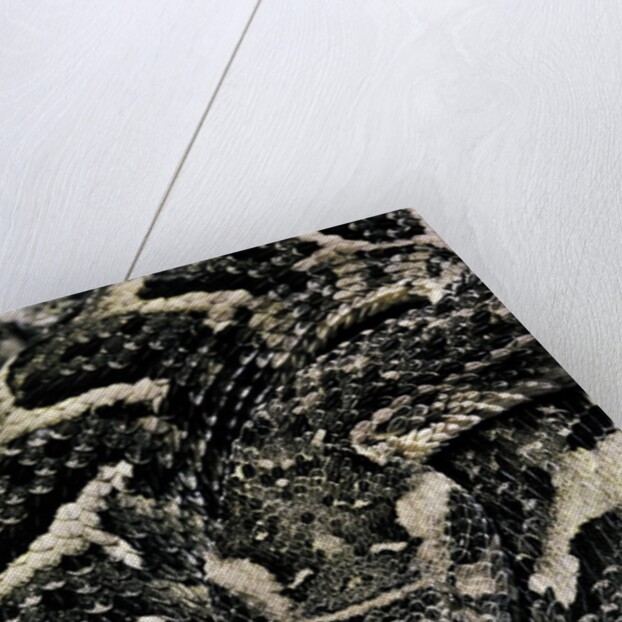 Bitis arietans (puff adder) by Anonymous