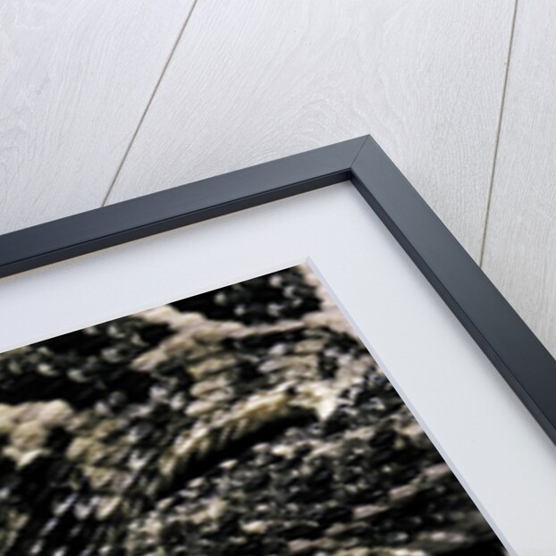 Bitis arietans (puff adder) by Anonymous